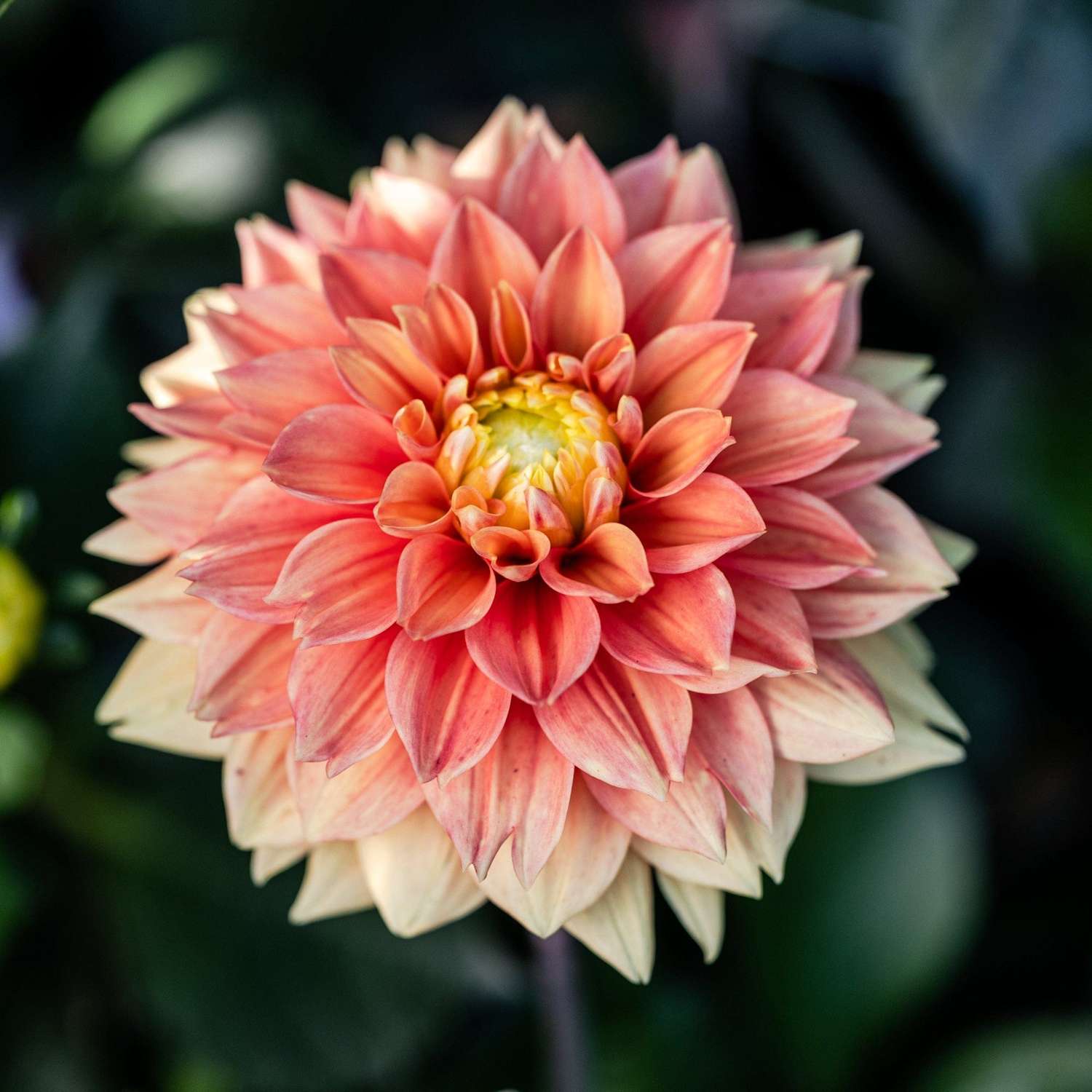 Daalia 'Sunset Tropicana'